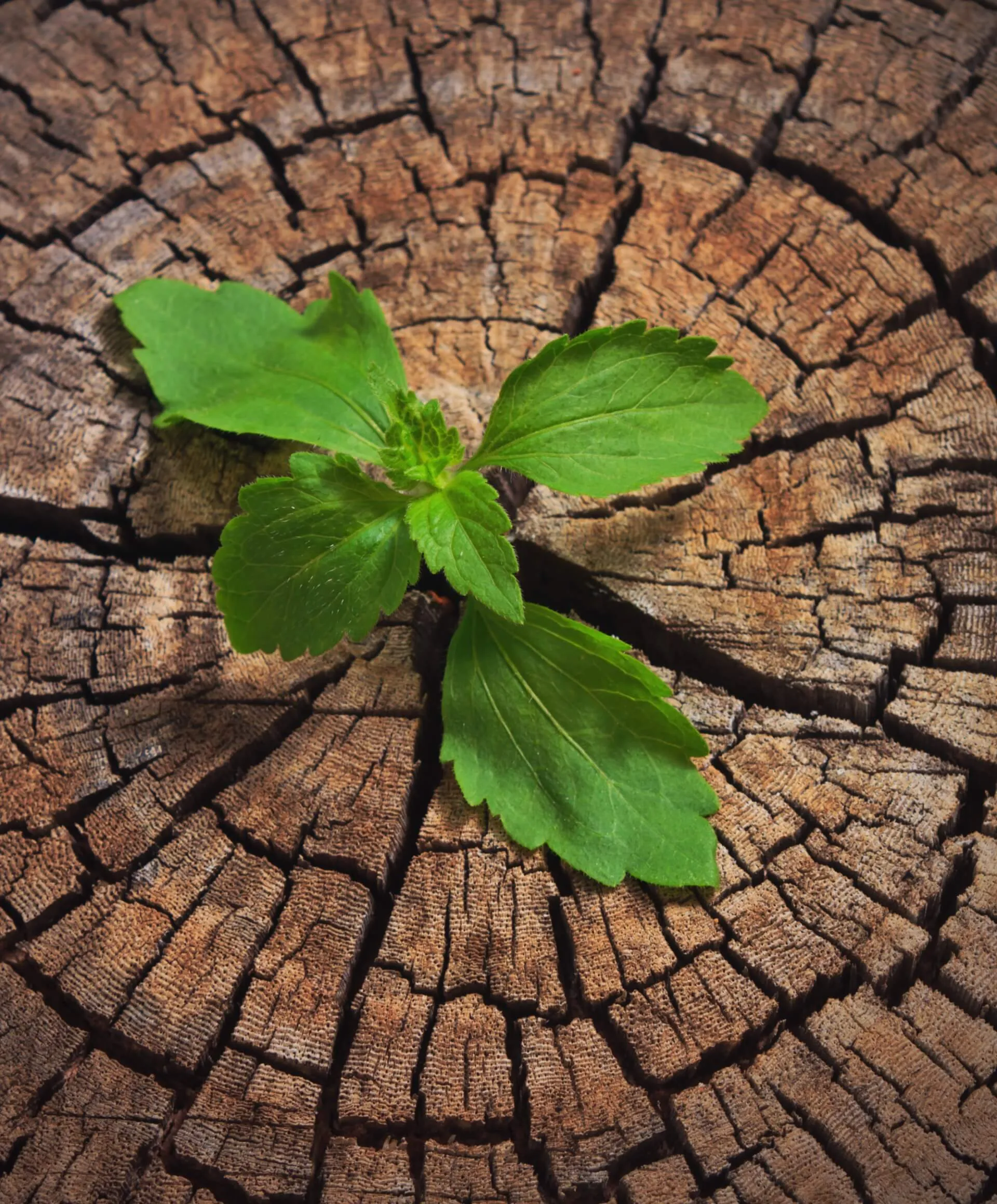 Close up of vibrant green plant sprouting from cracked tree stump symbolizing growth.