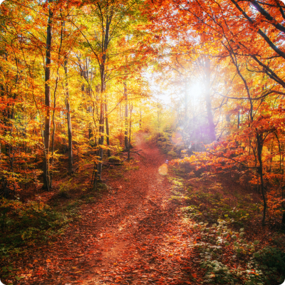Forest path symbolizing business growth and digital transformation with Essential™ Digital Agency.